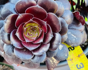 Rare Aeonium black diamond cutting, ready to be potted. Very Beautiful .Get 2 free succulents cutting.