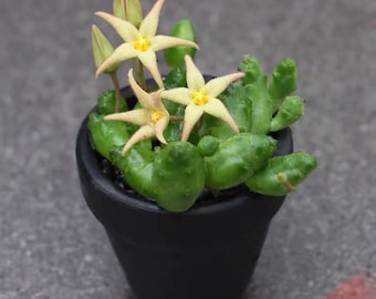 Rare  cluster cactus Piaranthus comptus Live rooted get 2 free Succulents . The first photo is for reference。