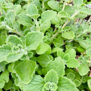 May include: Close-up of a lush green plant with soft, textured leaves. The leaves have a slightly fuzzy appearance and are arranged in a dense cluster.