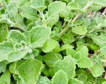 Camphor, Vicks, 8 cuttings 5＂-7 ＂Plectranthus tomentosa. Fragrant Scent