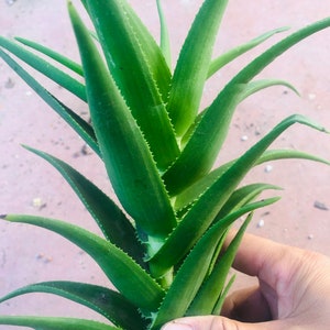 Aloe  Arborescens Var Natalensis cutting 8”-9”