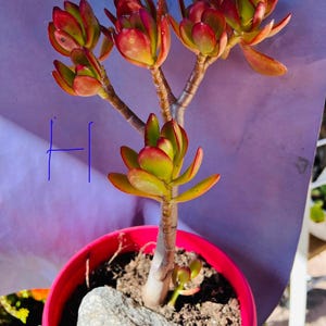 Jade bonsai tree old trunk live rooted 8”