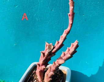 Rare  cactus Stapelia gigantea live Rooted get 2 free Succulent cuttings