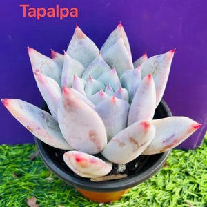 Rare  Korean succulent Echeveria colorata var. brandtii live Rooted, get 2 free Succulents