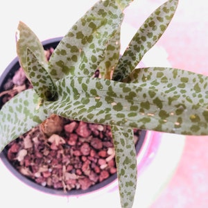 2 Giant Squill / Measles Leaf bonsai live rooted free shipping 2 free succulents