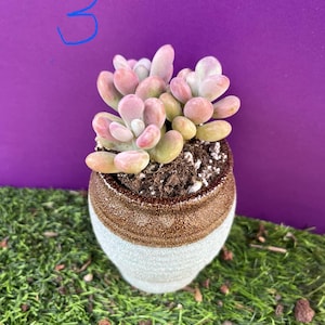 May include: A small succulent plant with pink and green leaves in a decorative ceramic pot. The pot is two-toned, with a light blue base and a brown, textured top. The background is a vibrant purple.