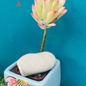 Rare imported Korean  Variegated Echeveria ‘Minibelle’/Echeveria ‘Hummel’s Mini belle’ Variegated Live Rooted, get 2 free succulent cutti
