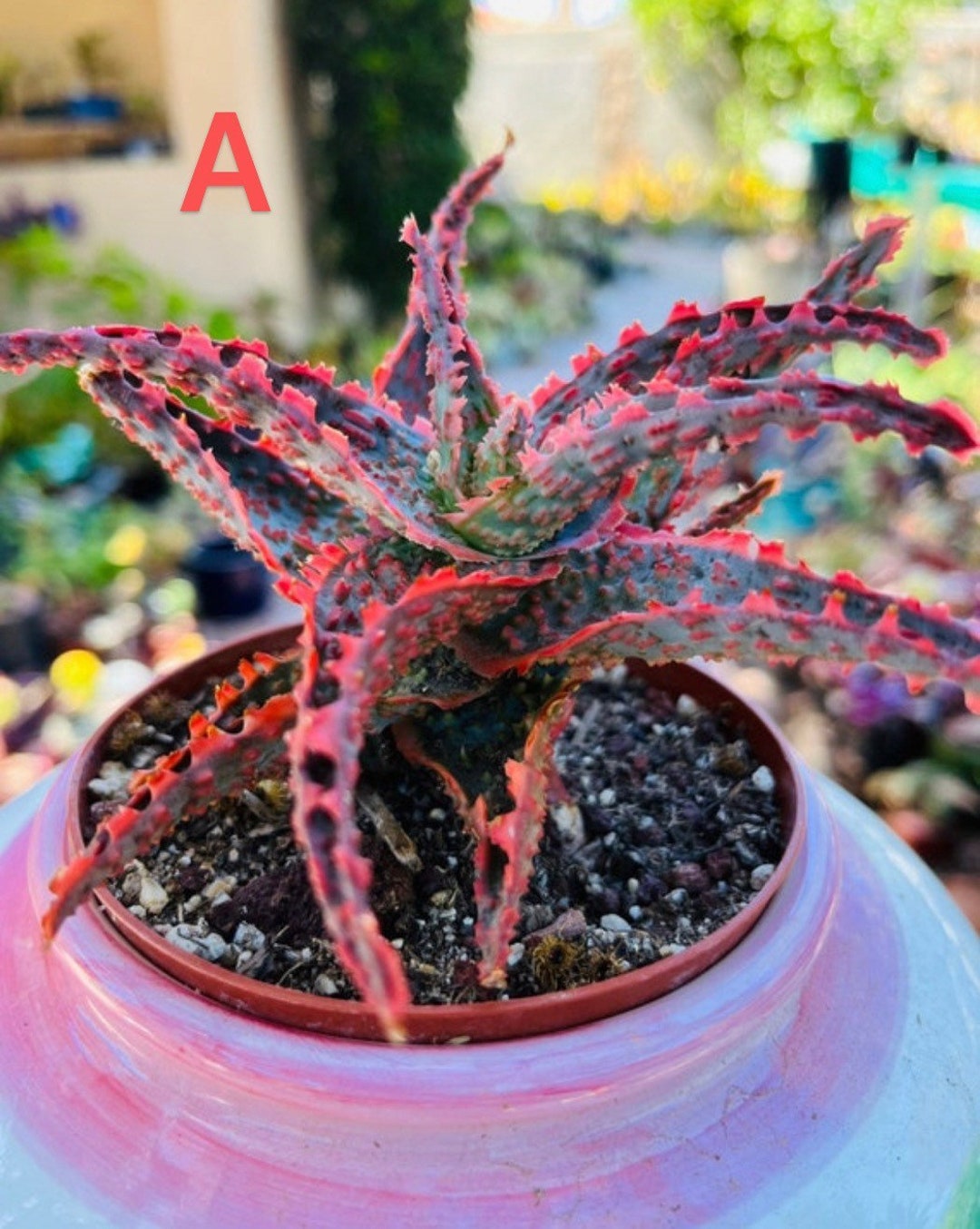 Rare Aloe Christmas Carol & Aloe Castilloniae, Live Rooted Rare Aloe Christmas Carol & Aloe Castilloniae, Live Rooted