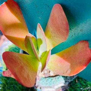 Rare Kalanchoe thyrsifolia old trunk, live rooted, get 2 free succulents  live r