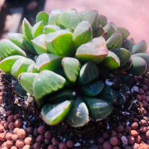 Haworthia mutica live plants