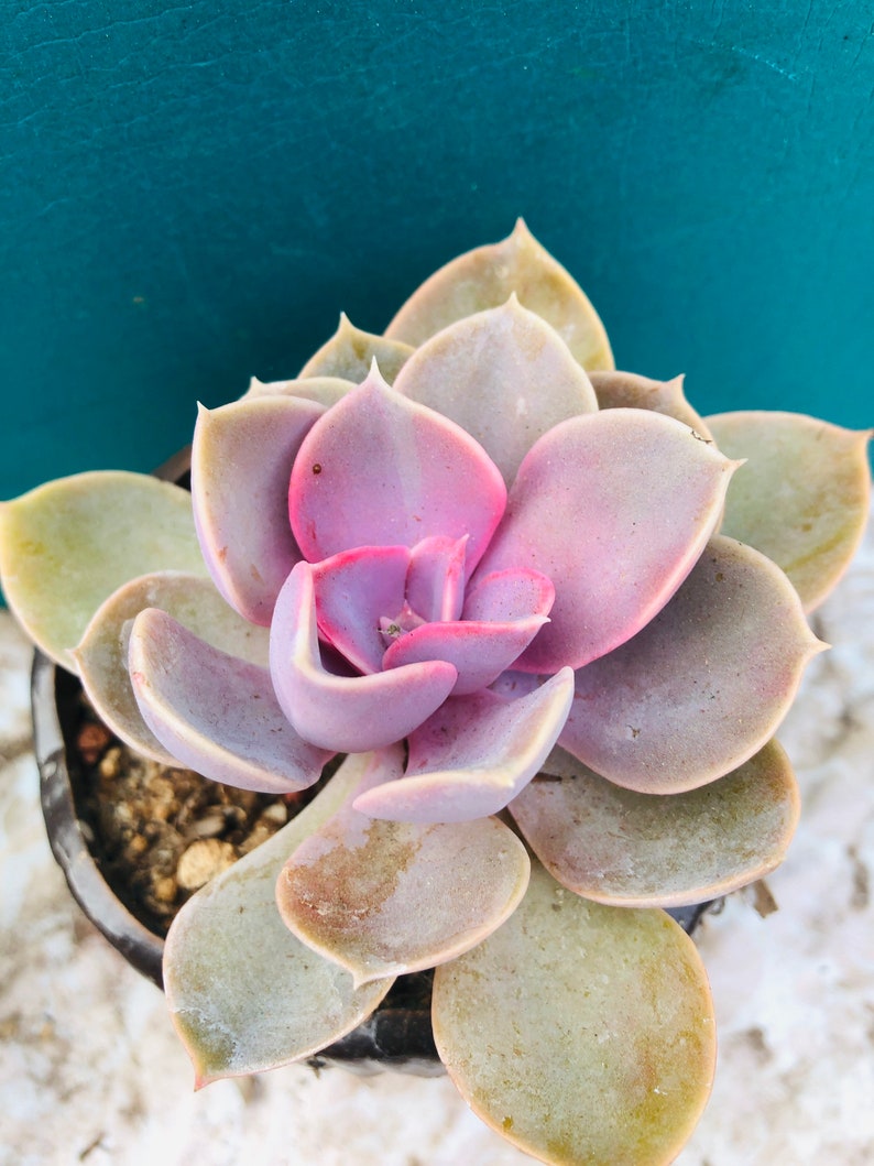 HopeSucculentGarden Echeveria ‘Perle von Nürnberg’