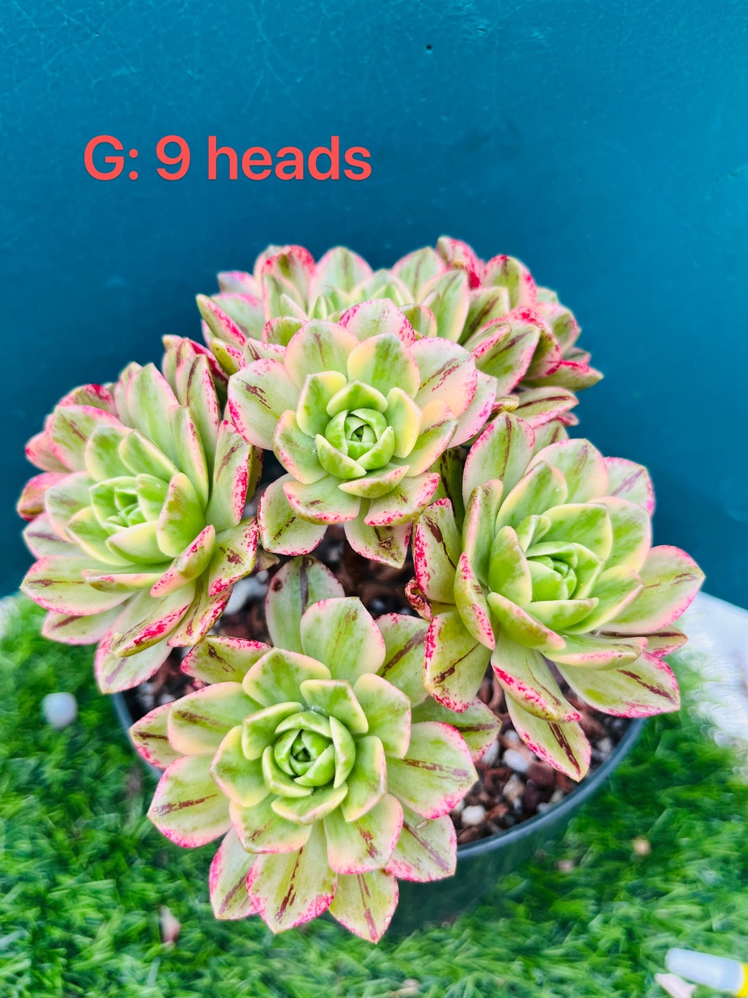 Rare Aeonium Sweet Tea/ Green Tea, Variegated Cluster, Live Rooted, Get
