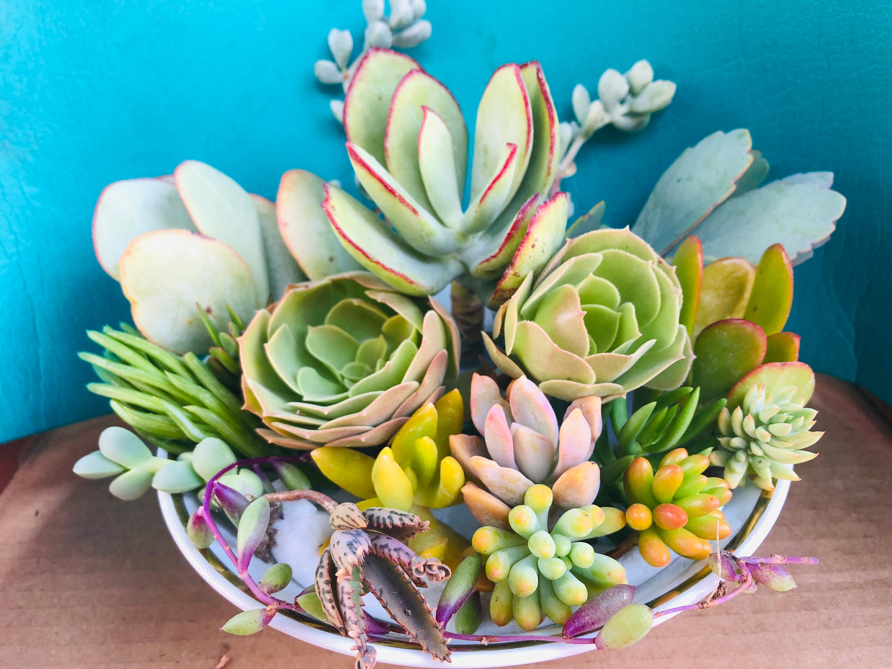 14 Unrooted Beautiful Succulents Cuttings Etsy