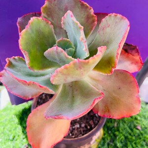 echeveria party dress Echeveria 'Party Dress' 3" Succulent Plant