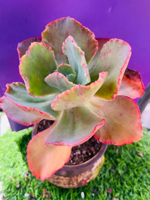 open lace back dress Amazon.com : Sprout N Green Aeonium White Wedding Dress, Live Rare Succulent  Potted 2