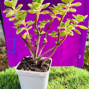 Plectranthus tomentosa small bonsai live rooted.  The leaves are  fragrant . get 2 free succulent cuttings.