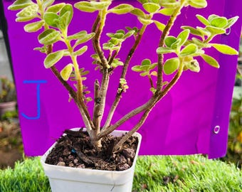 Plectranthus Tomentosa Small Bonsai Live Rooted. the Leaves Are Fragrant .  Get 2 Free Succulent Cuttings. - Etsy