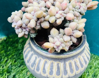 Rare Graptopetalum amethystinum Cristata ，bonsai, Live Rooted, get 2 free succulent cuttings