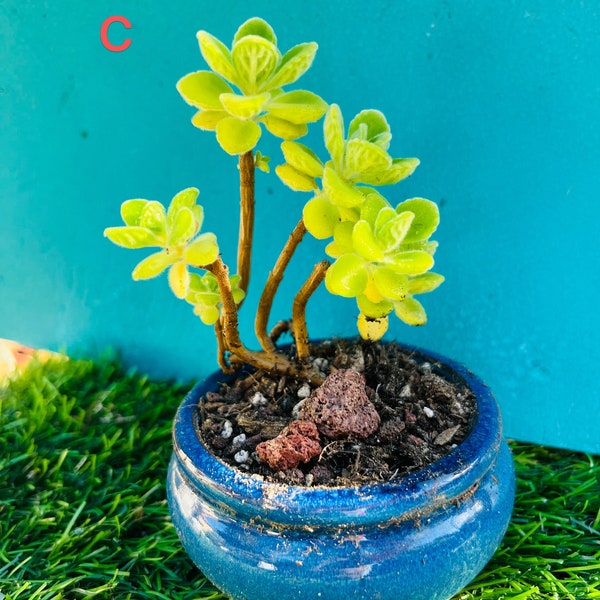 Rare Plectranthus tomentosa small bonsai live rooted.  The leaves are  fragrant . get 2 free succulents cutting