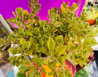 Scaredy Cat Plant: Coleus Canina Live Rooted - Cat Deterrent