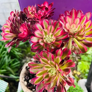 Aeonium red King Kong Variegated Live Rooted, get 2 free succulent cuttings