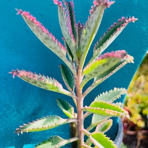 Rare pink Butterfly kalanchoe live rooted, get 2 free succulents