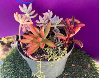 Rare Trailing Ghost Succulents Bonsai: Live Rooted Plant