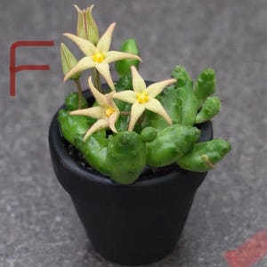 Piaranthus comptus Live rooted get 2 free Succulents . The first photo is for reference。