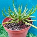 see more listings in the Korean Succulents  section