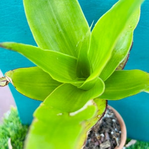 May include: A close-up of a green plant with long, narrow leaves. The plant is growing in a terracotta pot and is surrounded by green grass.