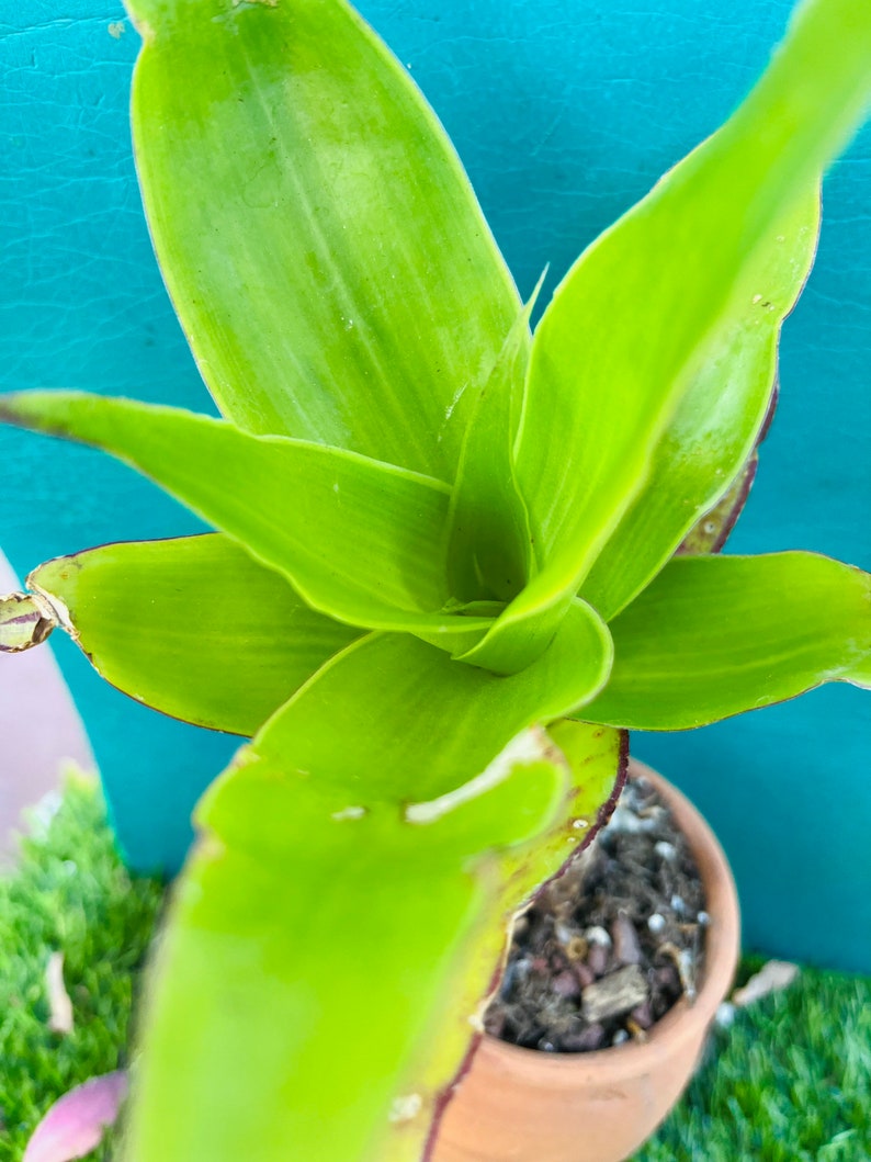 May include: A close-up of a green plant with long, narrow leaves. The plant is growing in a terracotta pot and is surrounded by green grass.