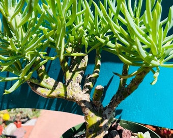 Beautiful mermaid tail live rooted 8” Get 2 free Succulents cutting