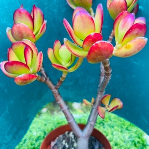 Jade bonsai tree old trunk live rooted 8”