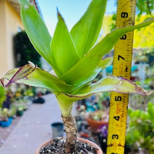 May include: A green and purple plant with long, thin leaves growing in a terracotta pot. The plant is measured with a yellow tape measure, showing it is approximately 5 inches tall.