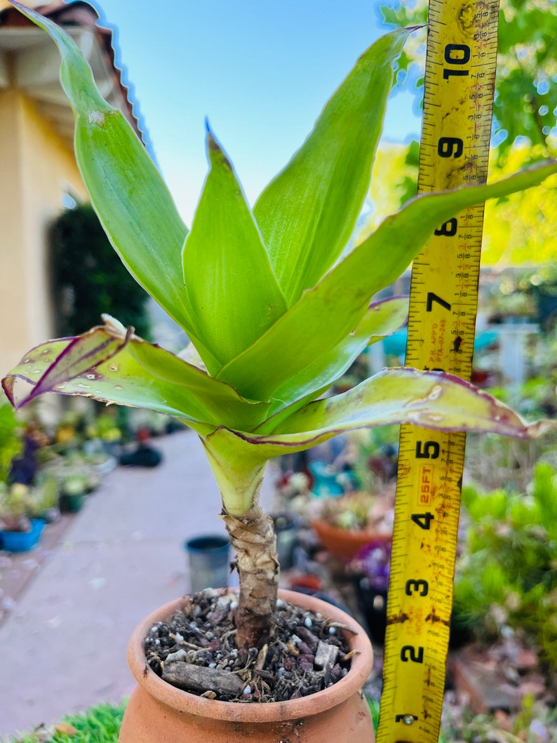 May include: A green and purple plant with long, thin leaves growing in a terracotta pot. The plant is measured with a yellow tape measure, showing it is approximately 5 inches tall.
