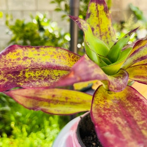 May include: A close-up of a houseplant with variegated leaves in shades of green, yellow, and burgundy. The plant is potted in a pink and white ceramic pot.