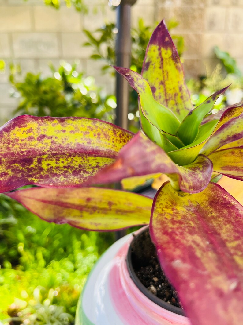 May include: A close-up of a houseplant with variegated leaves in shades of green, yellow, and burgundy. The plant is potted in a pink and white ceramic pot.