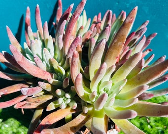 Rare Dudleya edulis 5 heads live rooted, get 2 free succulents.