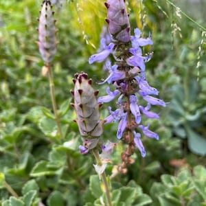 Scaredy Cat plant, Coleus Canina cuttings keep cats out of your garden , super cute, Unrooted, no soil or pot. image 1