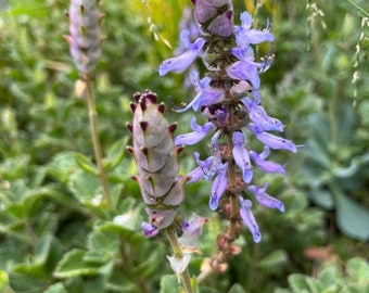 Scaredy Cat Plant Cuttings: Coleus Canina, Cat Deterrent