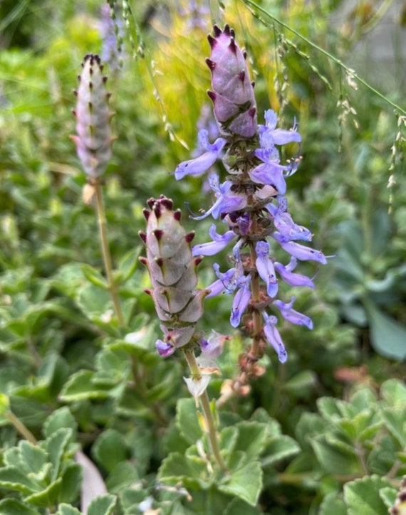 Coleus Canina () Coleus Canina