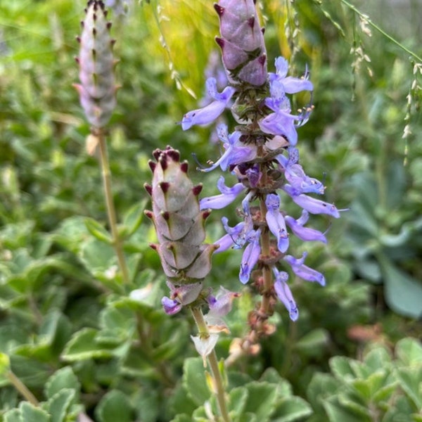 Scaredy Cat Plant Cuttings: Coleus Canina, Cat Deterrent