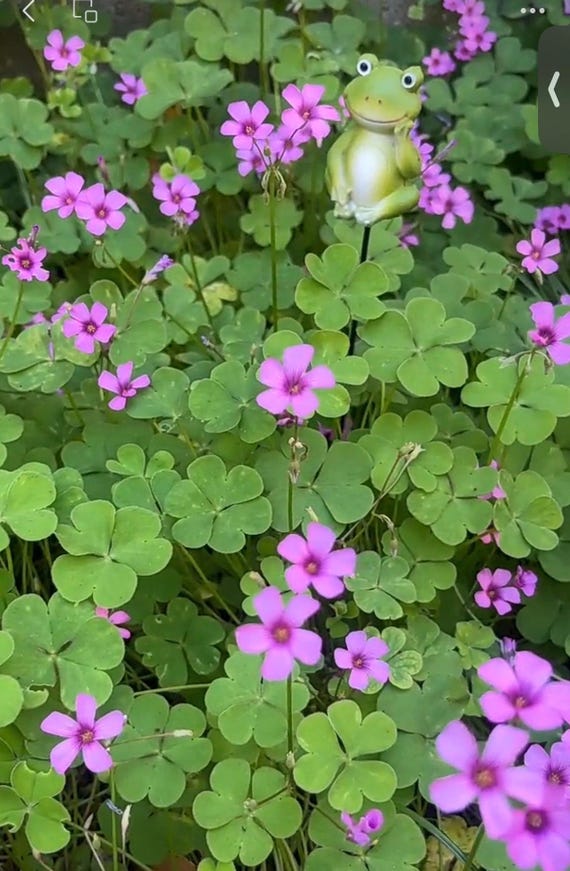 Rare Green Shamrock Bulbs: Oxalis Triangularis Bonsai - Lucky Love