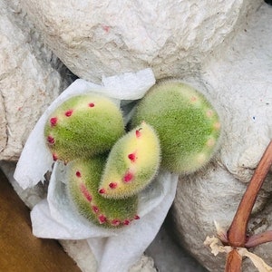 Rare Cotyledon tomentosa cutting and rooted