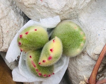 Rare Cotyledon tomentosa cutting and rooted