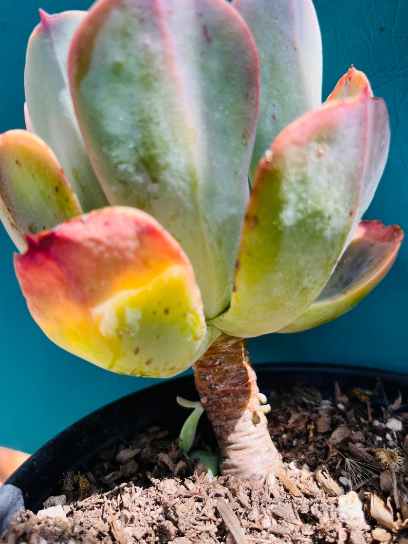 HopeSucculentGarden Echeveria - Thumbnail 4