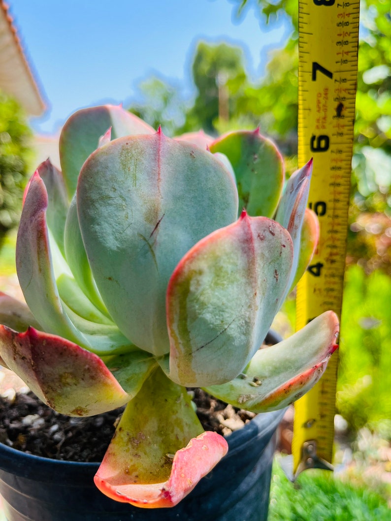 HopeSucculentGarden Echeveria - Thumbnail 3