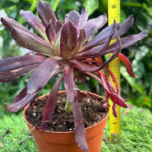 Rare Aeonium Mardi Gras Live Rooted, get 2 free succulent cuttings