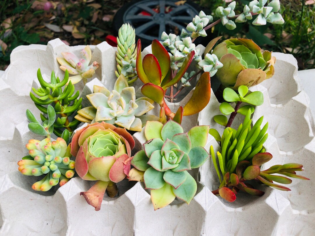 14 Unrooted Colorful Succulents Cuttings Etsy