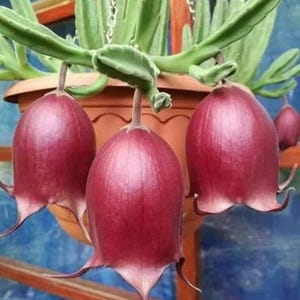 May include: A hanging planter with three deep red bell-shaped flowers. The flowers are hanging from a chain and the plant has green leaves.